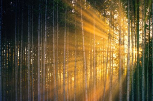 sun-rays-coming-through-green-trees-1